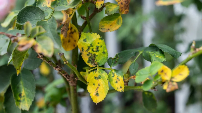 Struggling With Leaf Spot In The Garden? Think Twice Before Trying This TikTok Spray Recipe