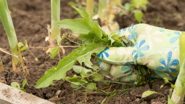 Stubborn Weeds Don’t Stand A Chance Against A Handy Ingredient You Already Own