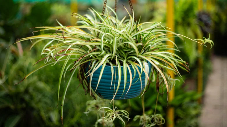 Stunning Ways To Style A Simple Spider Plant Into A Showstopper