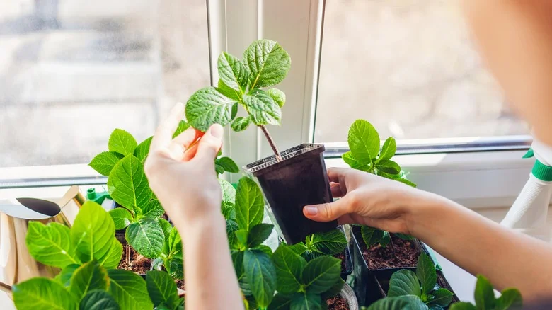 Successfully Grow Hydrangeas From Just Leaves With This Genius Gardening Hack