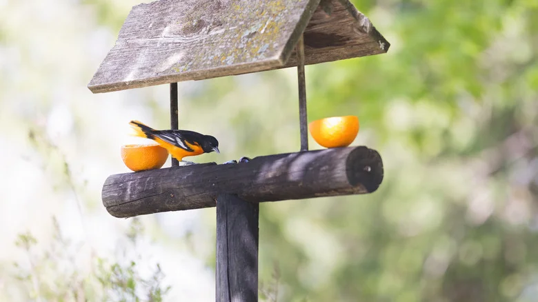 Successfully Install A Bird Feeder Pole In Your Yard With These Tips
