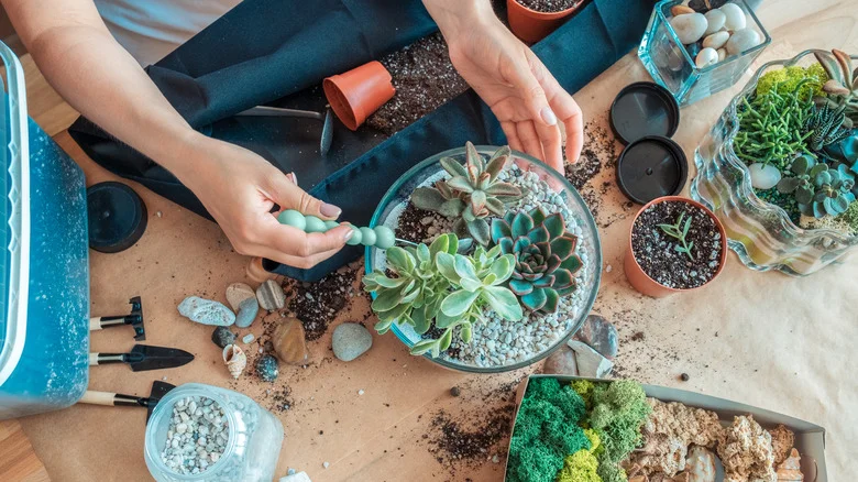 Succulent Plants You Shouldn’t Grow Together