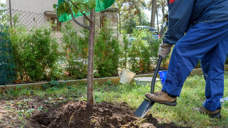 Swap Boring Manicured Lawns For One Of The Biggest Backyard Trends Of 2025