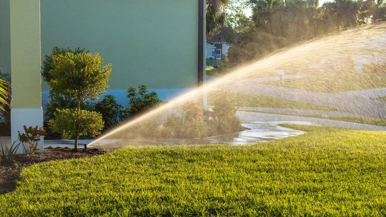 Switch To A Yellow Flowering Ground Cover For A Drought Tolerant, Colorful Lawn