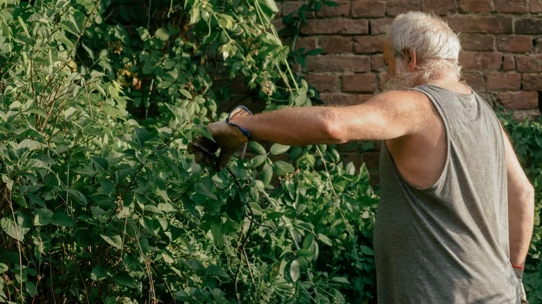 Tackle Invasive Plants & Weeds On A Large Property With This Smart Method