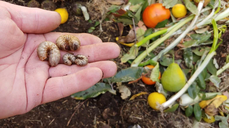 Take Down Cutworms In Your Garden With A Secret Weapon From Your Kitchen