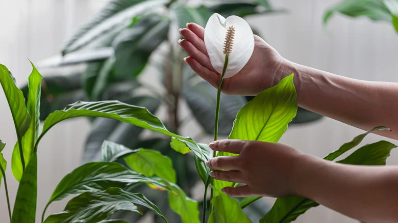 Take Extra Caution When Using Hydrogen Peroxide To Treat Root Rot On Peace Lilies