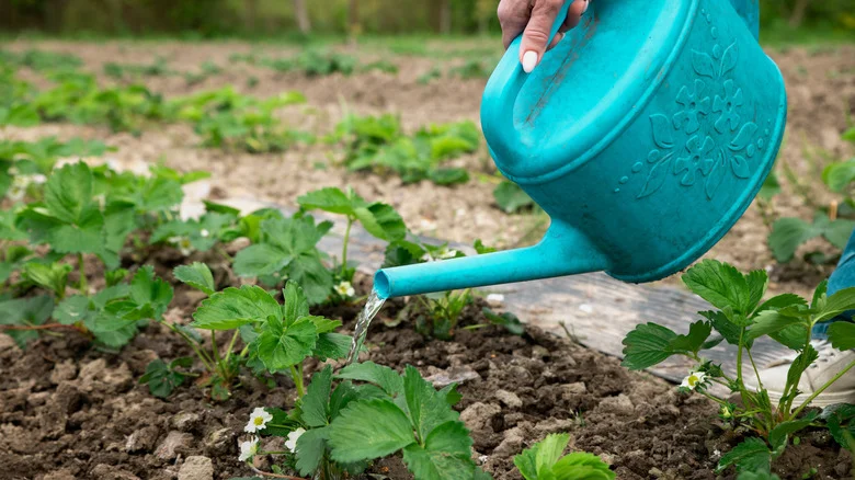 Tape A Spoon To Your Watering Can To Completely Upgrade Your Garden Chores