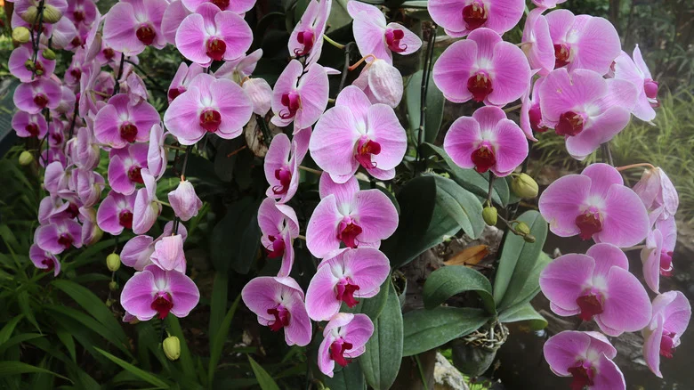 Telltale Signs Your Orchids Are In Trouble