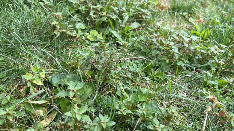 That Isn’t Grass In Your Lawn: Watch Out For These 12 Weeds That Look Like Grass