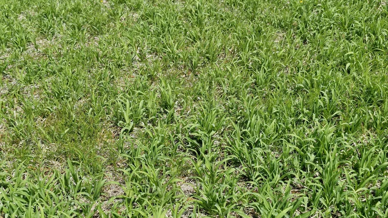 That’s Not Crabgrass: How To Remove This Long, Pesky Look-Alike From Your Garden