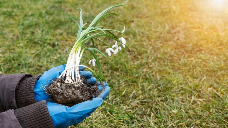 The 10 Best Plants To Pass Along To Beginner Gardeners After Dividing Them In Spring