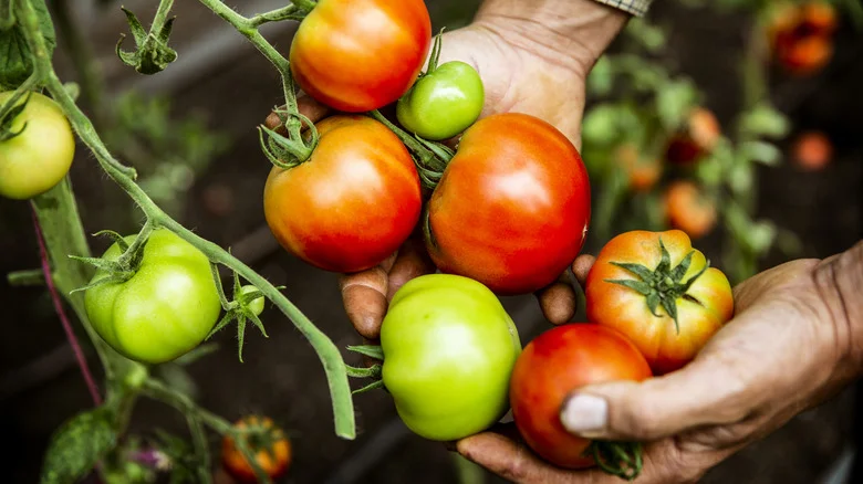 The 10 Best Tomato Varieties For A Perfect Harvest Without The Splitting
