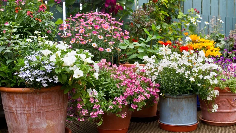 The 10 Plants That Won’t Thrive When Grown In A Terracotta Pot