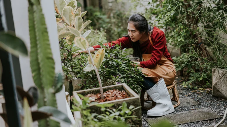 The 11 Most Difficult Vegetables To Grow In Your Garden