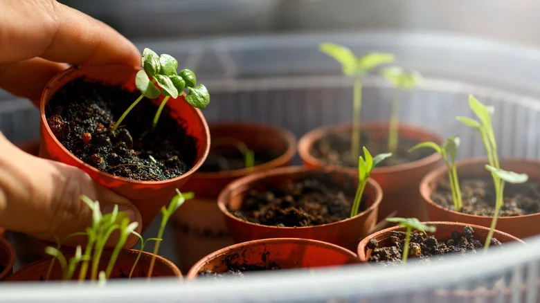 The 12 Most Difficult Herbs To Grow In Your Garden