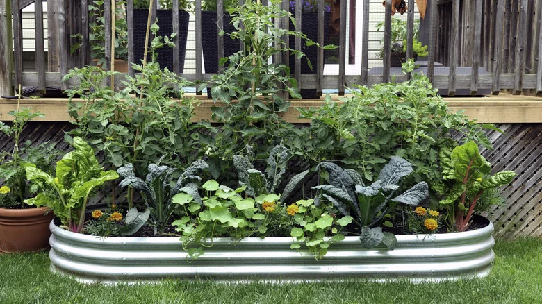 The 16 Best Vegetables To Plant In September, Based On Gardening Zones