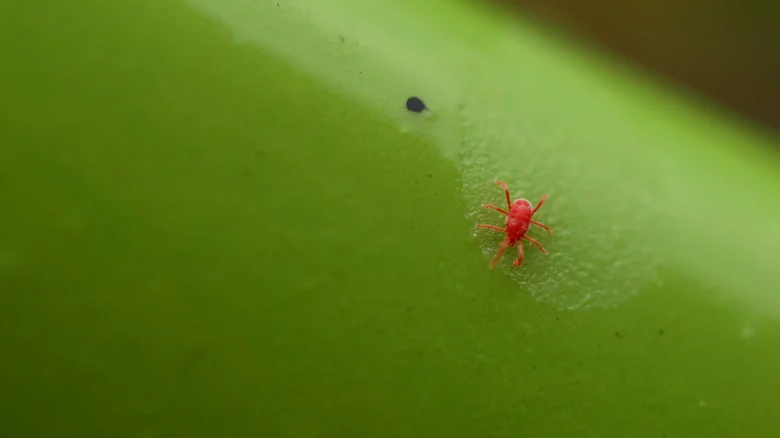 The 8 Best Chigger-Repelling Plants To Add To Your Yard