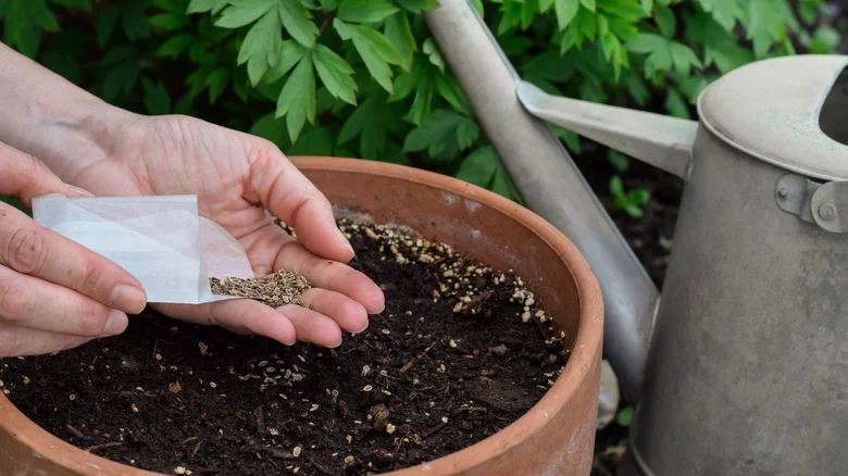 The 8 Easiest Herbs To Grow From Seed That Are Perfect For Beginner Gardeners