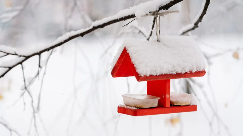The Adorable Backyard Bird To Look For In Winter (& How To Best Attract It)