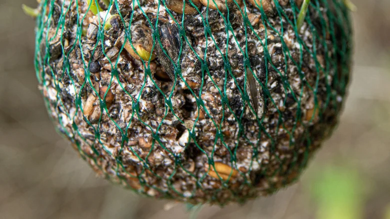 The Adorably Kitschy Bird Feeder On Amazon That Keeps Mold Out