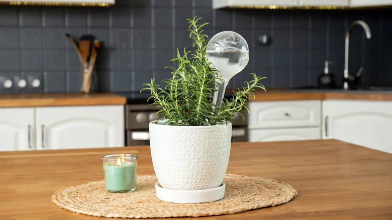 The Affordable Alternative To Glass Plant Watering Globes You Can Snag At Dollar Tree