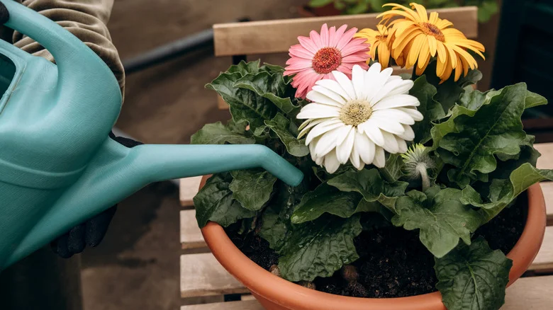 The Affordable, Eco-Friendly Hack To Never Over-Water Your Garden Plants Again