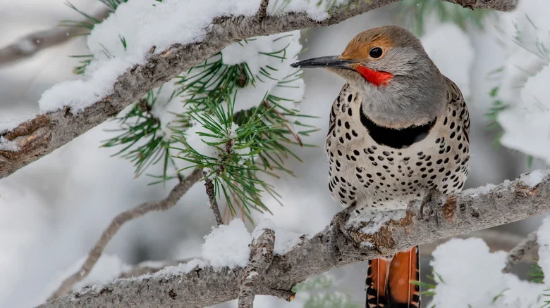 The Affordable Item That Offers Birds A Safe, Grippable Perch In Winter