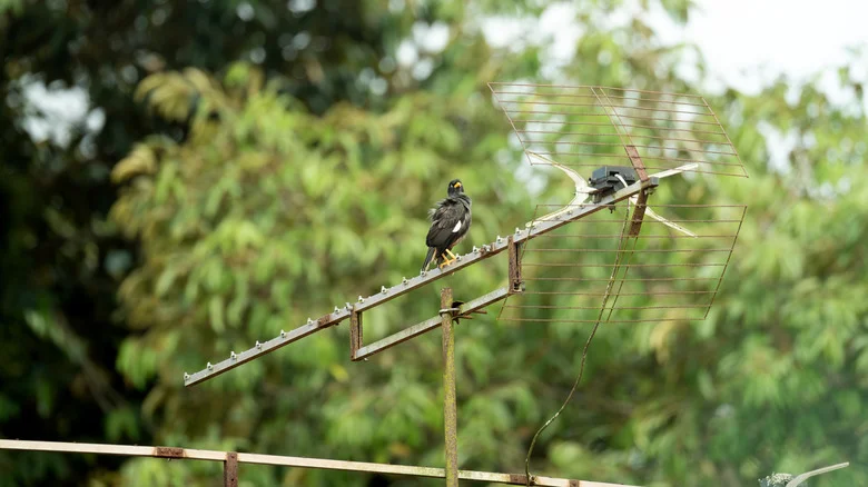 The Affordable Product That Can Deter Unwanted Birds From Your Yard