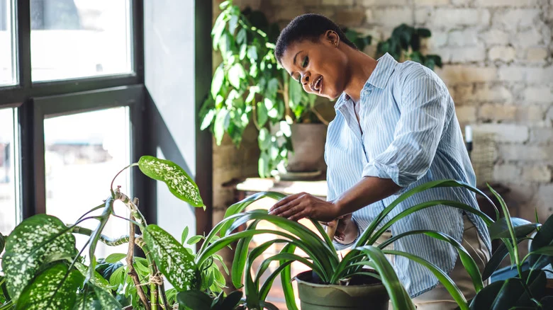 The Affordable Solution To Keeping Your Potted Plants Hydrated Is Hiding At Walmart