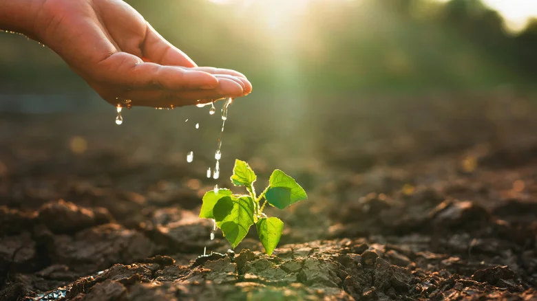 The Affordable Trick Gardeners Swear By For Hands-Off Watering