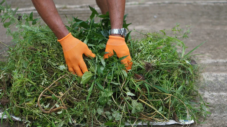 The Alcoholic Beverage That’ll Eliminate The Weeds Growing Between Your Pavers