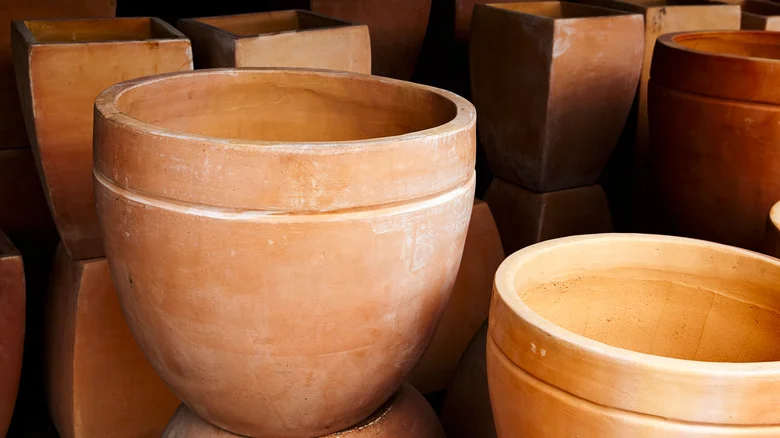 The All-Natural Ingredient That Will Keep Your Terracotta Planters Fungus-Free