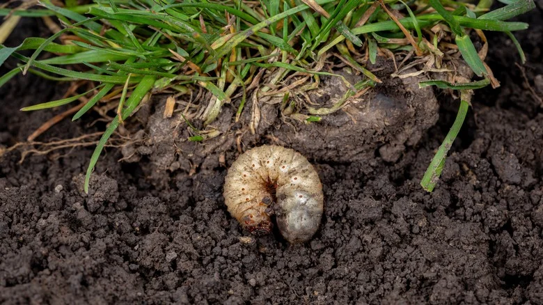 The All-Natural Tip That Can Help Solve Your Lawn’s Grub Worm Problem