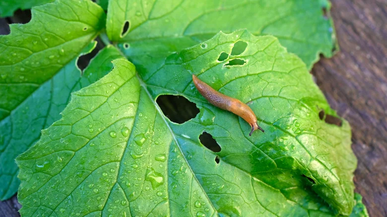 The All-Natural Way That Can Help Catch & Remove The Slugs Lurking In Your Yard And Garden