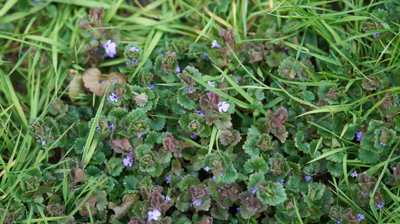 The All-Natural Way To Get Rid Of Ground Ivy And Keep It From Coming Back