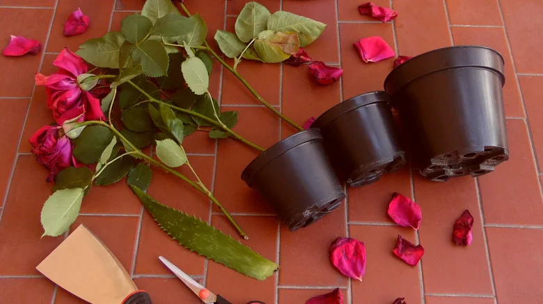 The Aloe Vera Trick That’ll Grow Your Roses Into A New Blooming Plant Like Magic