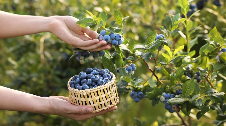 The Alternative Way To Grow Berries That Saves So Much Space