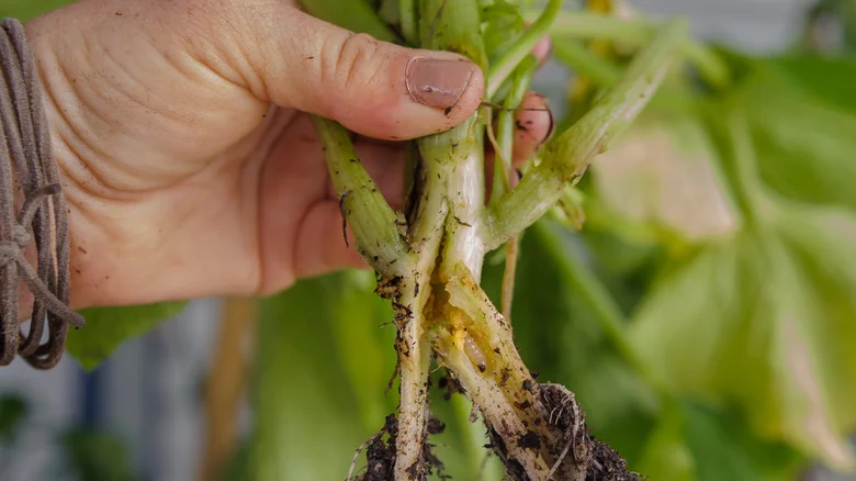 The Aluminum Foil Hack That Keeps Squash Vine Borers Out Of Your Garden