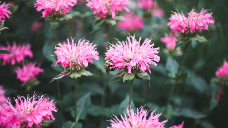The Aromatic Flowering Herb That May Help Keep Mosquitoes Away From Your Garden