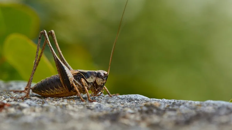 The Aromatic Herb That May Help Keep Crickets Out Of Your Yard