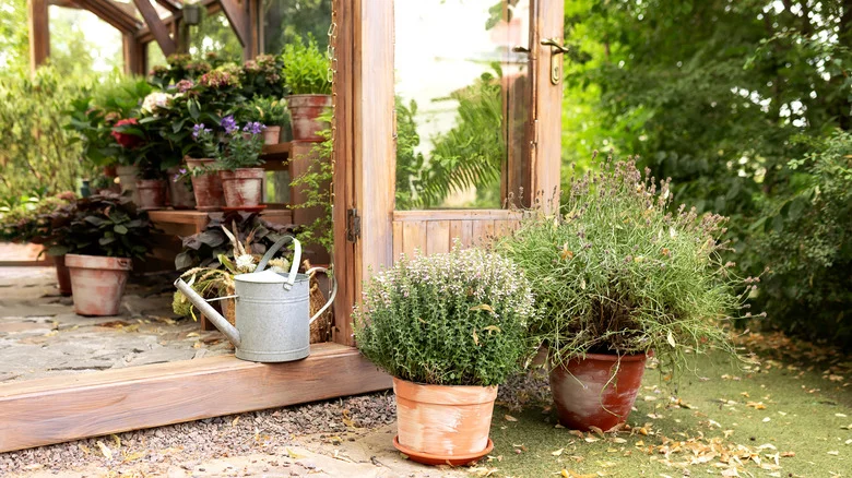 The Aromatic Herb That Will Thrive In Your Container Garden