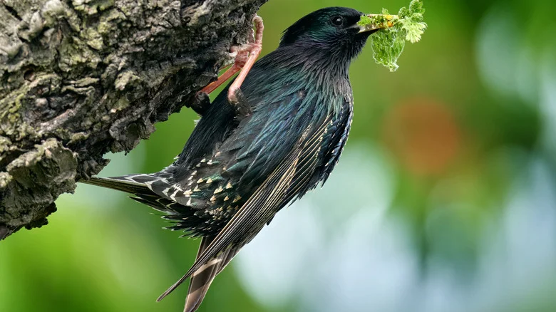 The Autumn Scent That’ll Send Birds Flying Away From Your Vegetable Garden