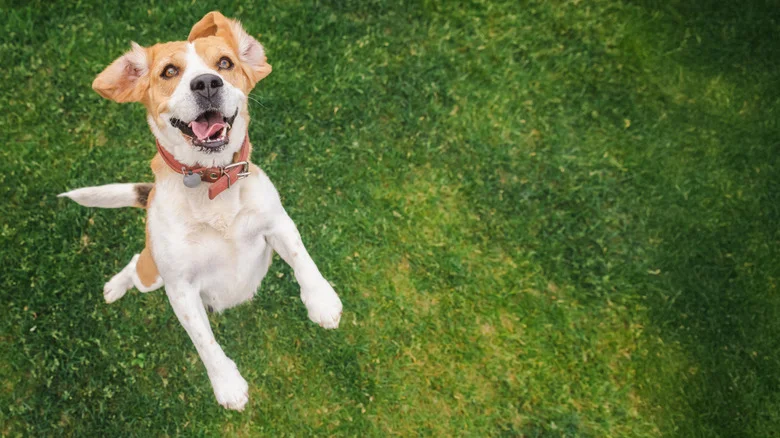 The Backyard Design Solution That Embraces Your Pet-Friendly Lifestyle