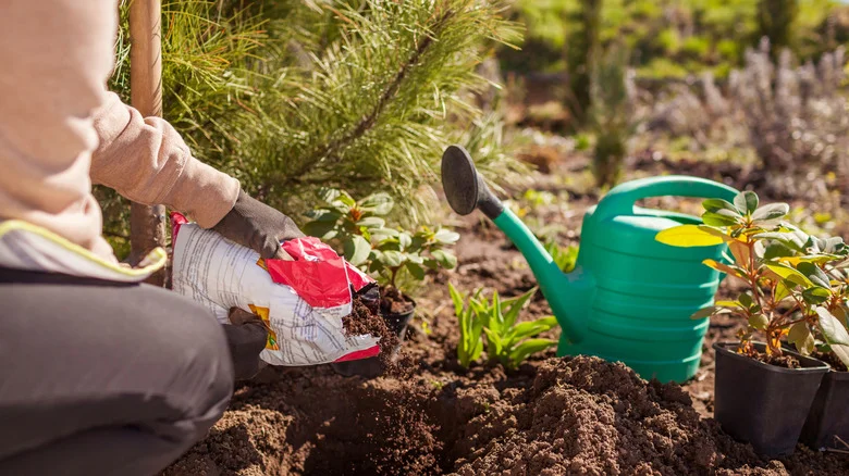The Baking Ingredient That Can Boost The Soil Of Your Acidity-Loving Plants
