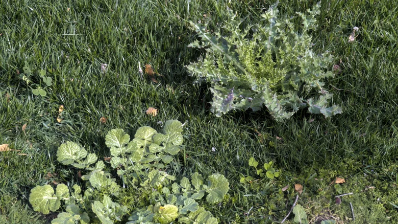 The Baking Ingredient That Can Help Kill The Weeds In Your Lawn