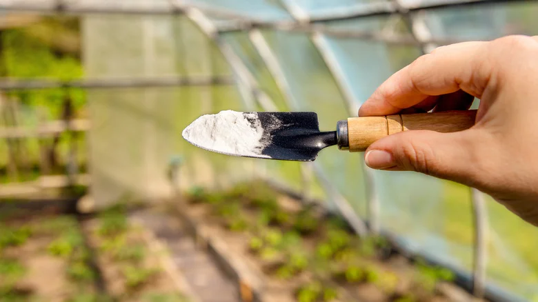 The Baking Soda Hack Some Gardeners Use When Growing Asparagus (& Should You Try It?)