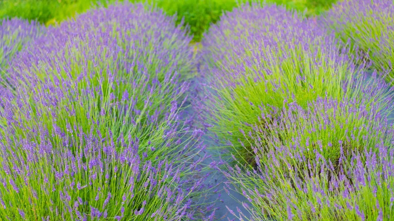 The Banana Hack Some Gardeners Swear By For Thriving Lavender (& If It Really Works)