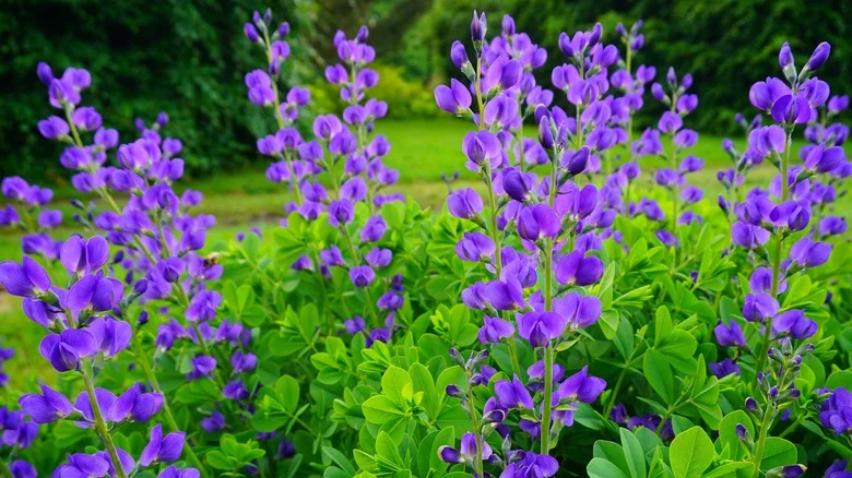 The Baptisia Plant Isn’t Invasive But It Has Another Cause For Concern