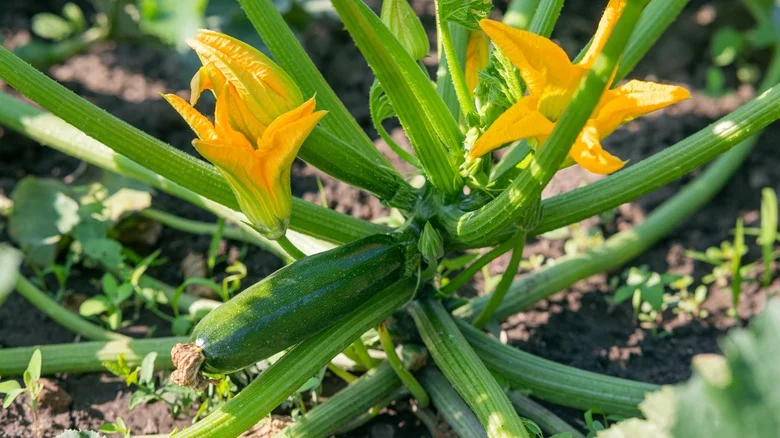 The Bathroom Staple You’ll Want To Keep On Hand When Growing Squash In The Garden